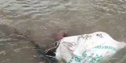 बोरामा पोको पारिएको अवस्थामा महिलाको शव फेला