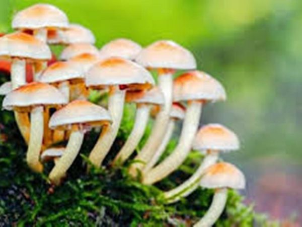 जंगली च्याउ खाँदा दुई बालबालिकाको मृत्यु, एकको अवस्था गम्भीर