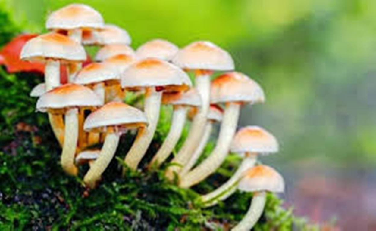 जंगली च्याउ खाँदा दुई बालबालिकाको मृत्यु, एकको अवस्था गम्भीर