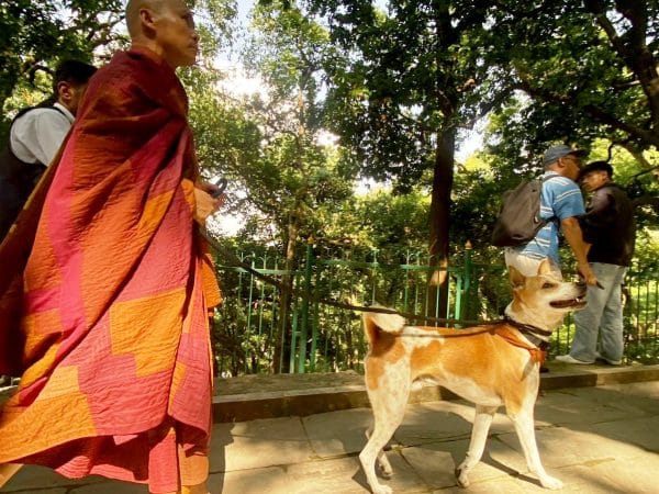 भियतनामी भिक्षुको टोली नेपालमा, ‘अलोका’ कुकुर बन्यो आकर्षणको केन्द्र