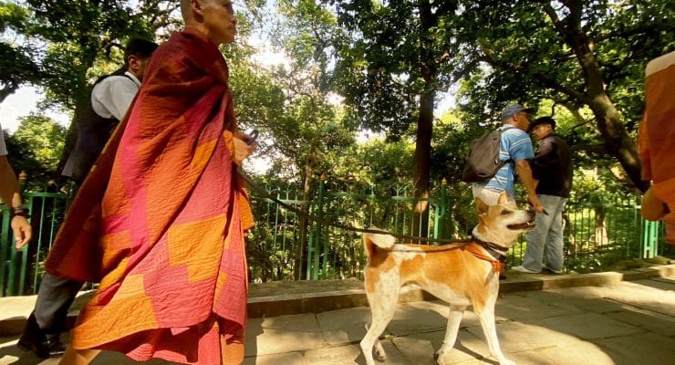 भियतनामी भिक्षुको टोली नेपालमा, ‘अलोका’ कुकुर बन्यो आकर्षणको केन्द्र