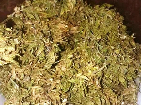 शौचालयभित्र लुकाएको ६४ केजी गाँजा बरामद 
