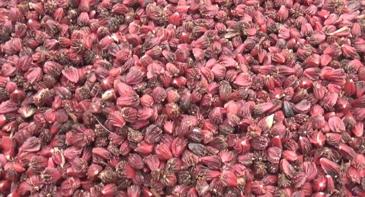 ताप्लेजुङमा ‘अलैँची महोत्सव’ हुँदै 