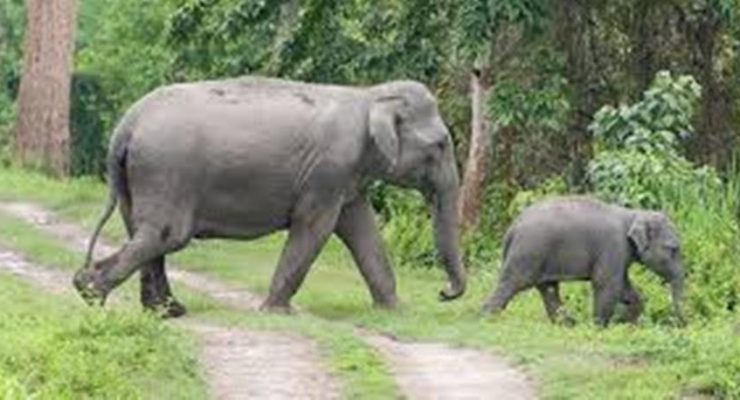 हात्ती नियन्त्रणका लागि ‘स्पेसल टास्क फोर्स’ परिचालन हुँदै