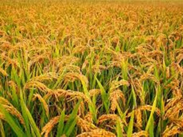 चैते धानको न्यूनतम समर्थन मूल्य कार्यान्वयन गर्न मन्त्रालयको आग्रह 