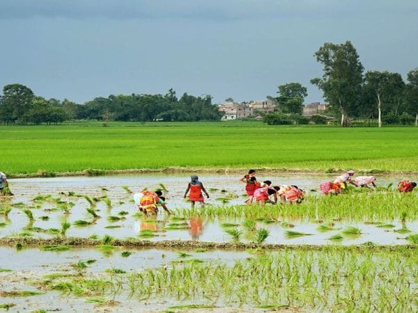 देशभर करिब २५ प्रतिशत धान रोपाइँ हुँदा कोशीमा १५ प्रतिशत