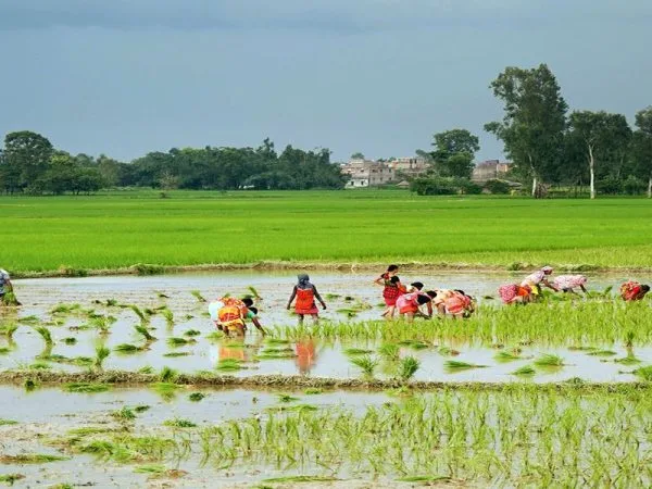 देशभर करिब २५ प्रतिशत धान रोपाइँ हुँदा कोशीमा १५ प्रतिशत 
