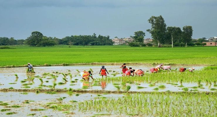देशभर करिब २५ प्रतिशत धान रोपाइँ हुँदा कोशीमा १५ प्रतिशत 