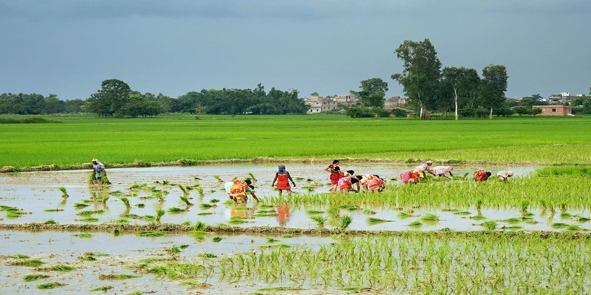 देशभर करिब २५ प्रतिशत धान रोपाइँ हुँदा कोशीमा १५ प्रतिशत 