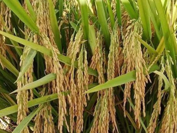   झापामा खाद्यान्न उत्पादन घट्दो 