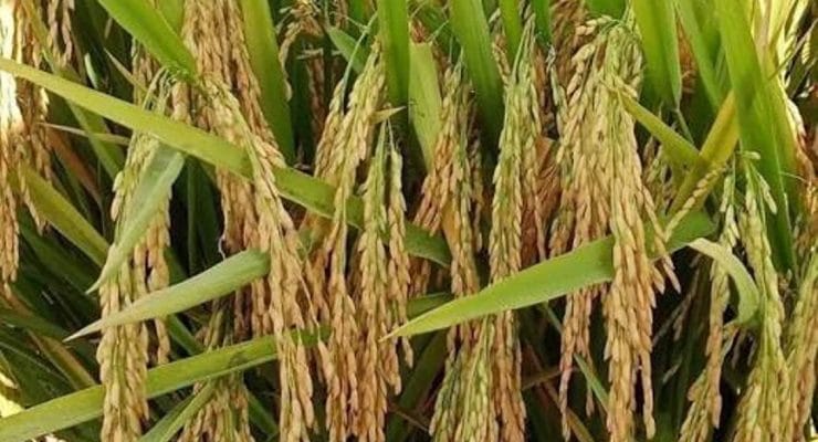   झापामा खाद्यान्न उत्पादन घट्दो 