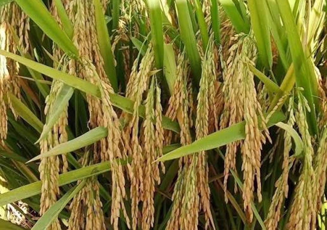   झापामा खाद्यान्न उत्पादन घट्दो 