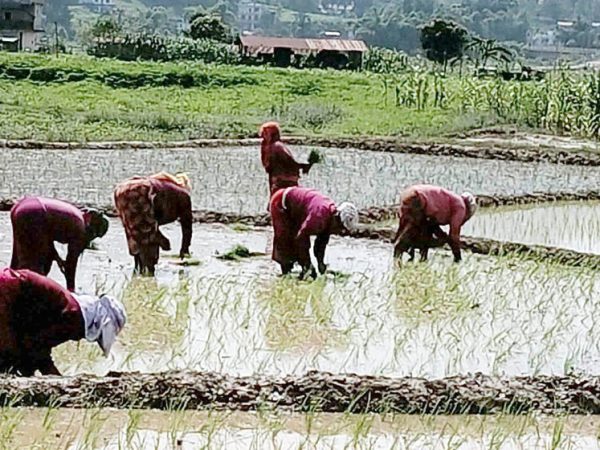 भोजपुरमा ९६ प्रतिशत धान रोपाइँ सम्पन्न