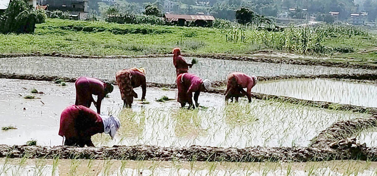 भोजपुरमा ९६ प्रतिशत धान रोपाइँ सम्पन्न