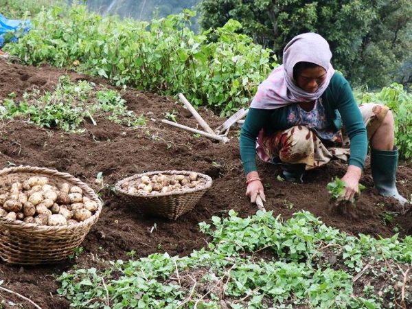 सडक सञ्जालले फेरियो भोजपुरका आलु किसानको दैनिकी 