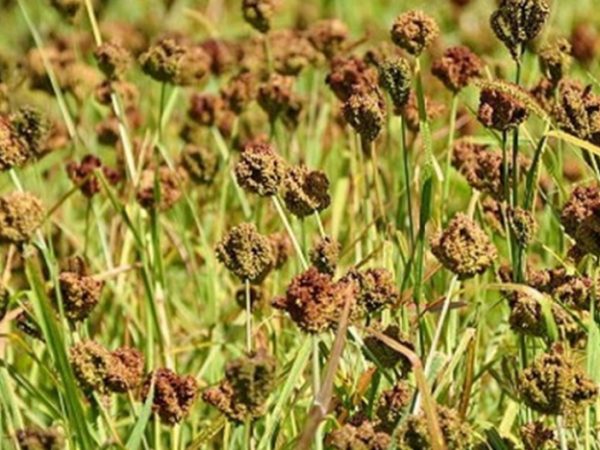 भोजपुरको बारीबाट हराउँदै रैथाने कोदो: दुःख धेरै, आम्दानी थोरै