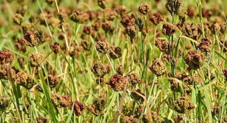 भोजपुरको बारीबाट हराउँदै रैथाने कोदो: दुःख धेरै, आम्दानी थोरै