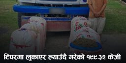 टिपरभित्र लुकाएको १९९ केजी गाँजा बरामद