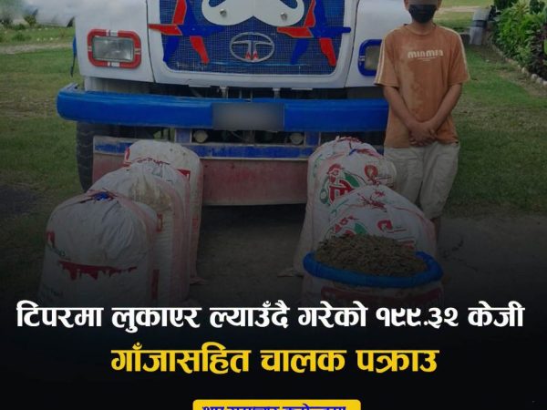टिपरभित्र लुकाएको १९९ केजी गाँजा बरामद