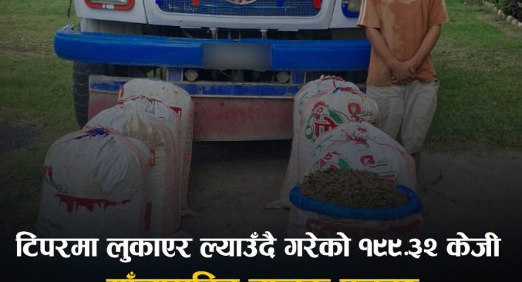 टिपरभित्र लुकाएको १९९ केजी गाँजा बरामद