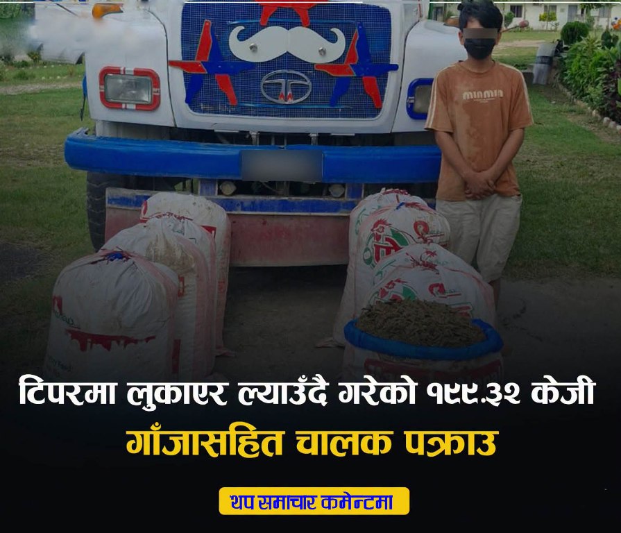 टिपरभित्र लुकाएको १९९ केजी गाँजा बरामद