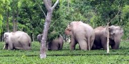 'हात्ती करिडोर नीति' फिर्ता लिन झापालीको माग