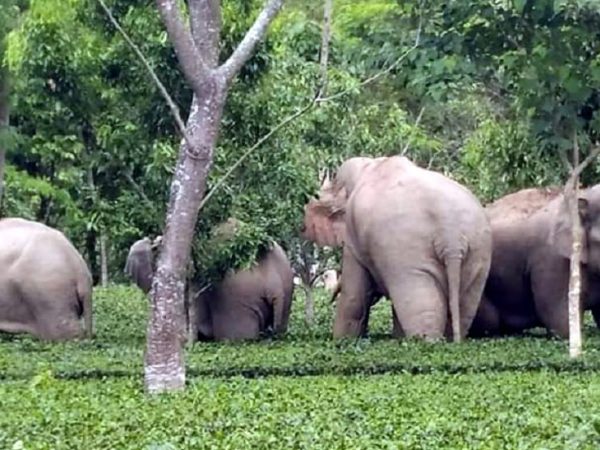 'हात्ती करिडोर नीति' फिर्ता लिन झापालीको माग