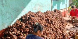 अलैँचीबाटै करोडौँको आम्दानी, धान खेतमा पनि विस्तार