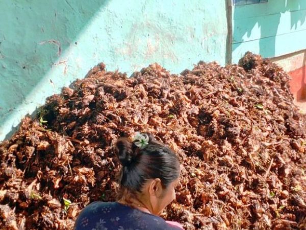 अलैँचीबाटै करोडौँको आम्दानी, धान खेतमा पनि विस्तार