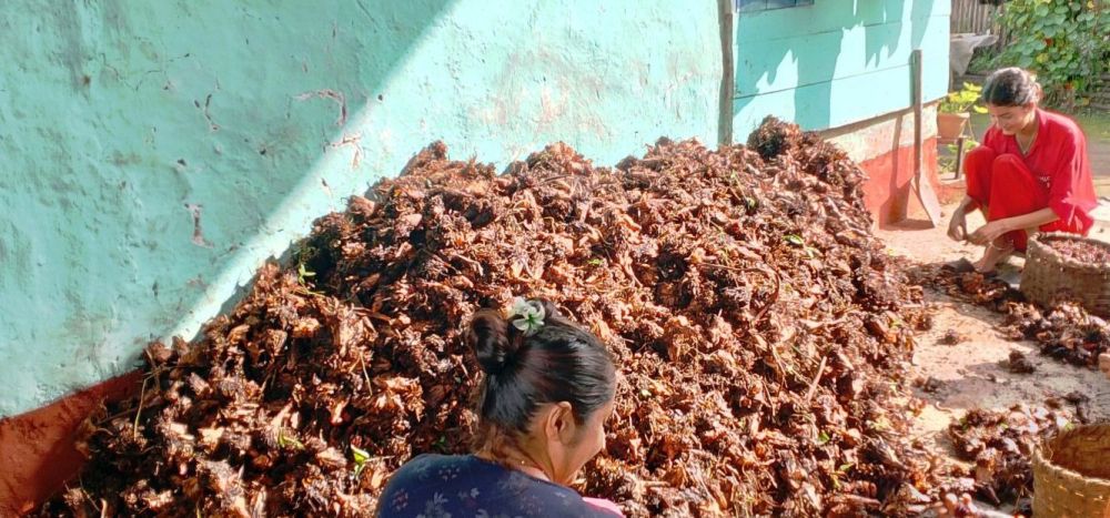 अलैँचीबाटै करोडौँको आम्दानी, धान खेतमा पनि विस्तार